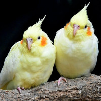 cockatiels two
