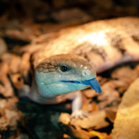 common blue tongued skink