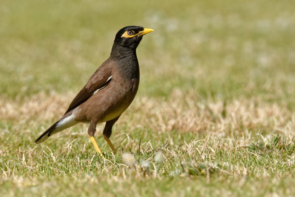 common myna