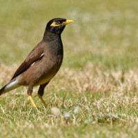 common myna