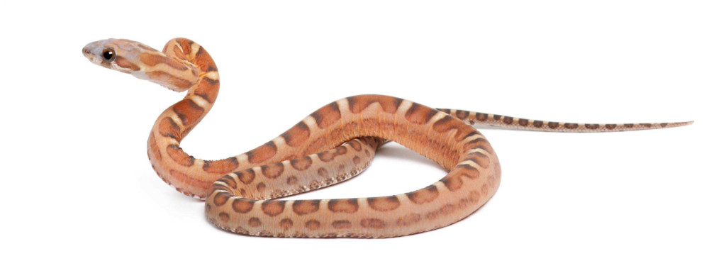 corn snake