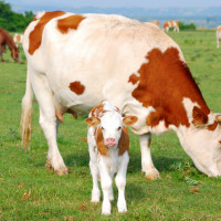 cow and calf in field