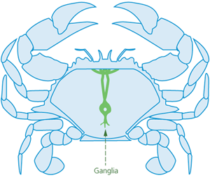 crab ganglia for spiking topside