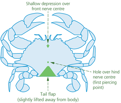 crab ganglia for spiking underside