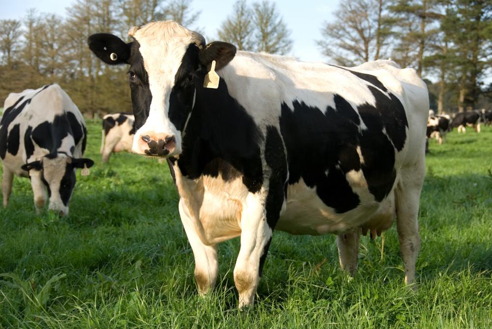 dairy cattle grass