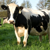 dairy cattle grass
