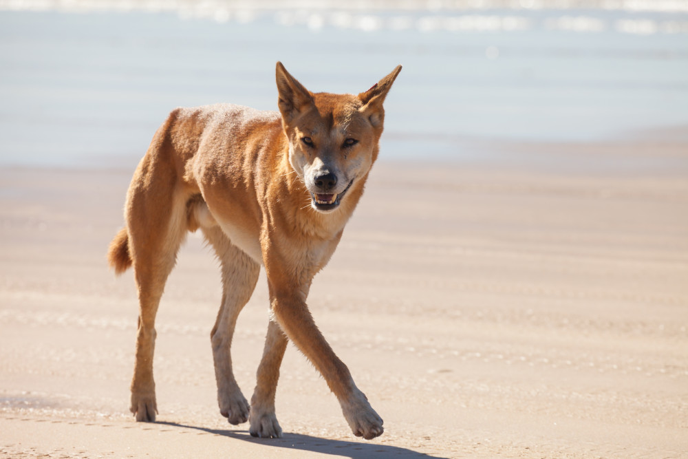 dingo on beach