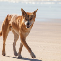 dingo on beach