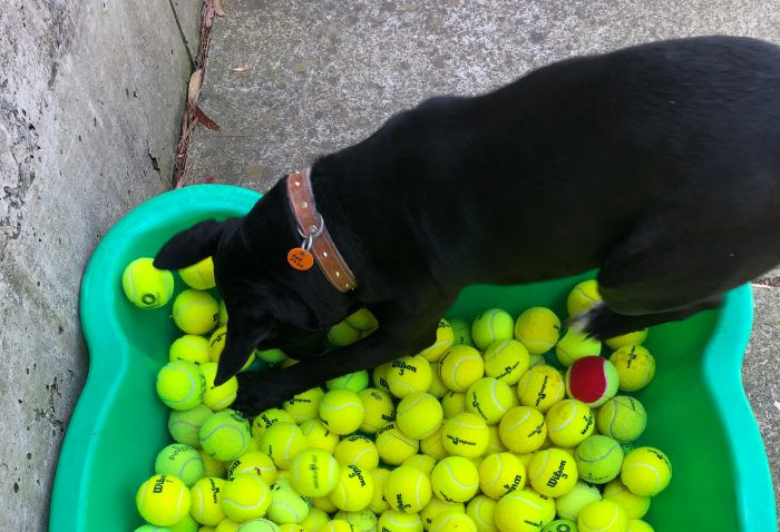 dog ball pit