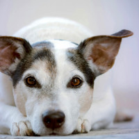 dog behaviour lying down