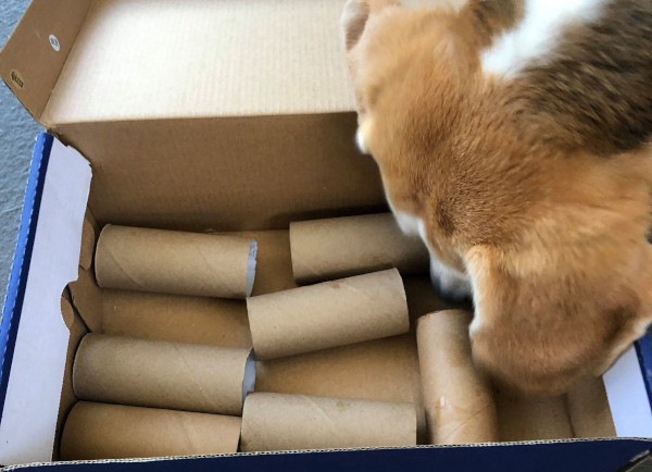 dog cardboard box tubes