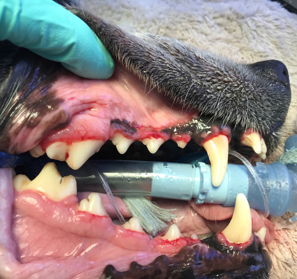 dog dental cleaning after