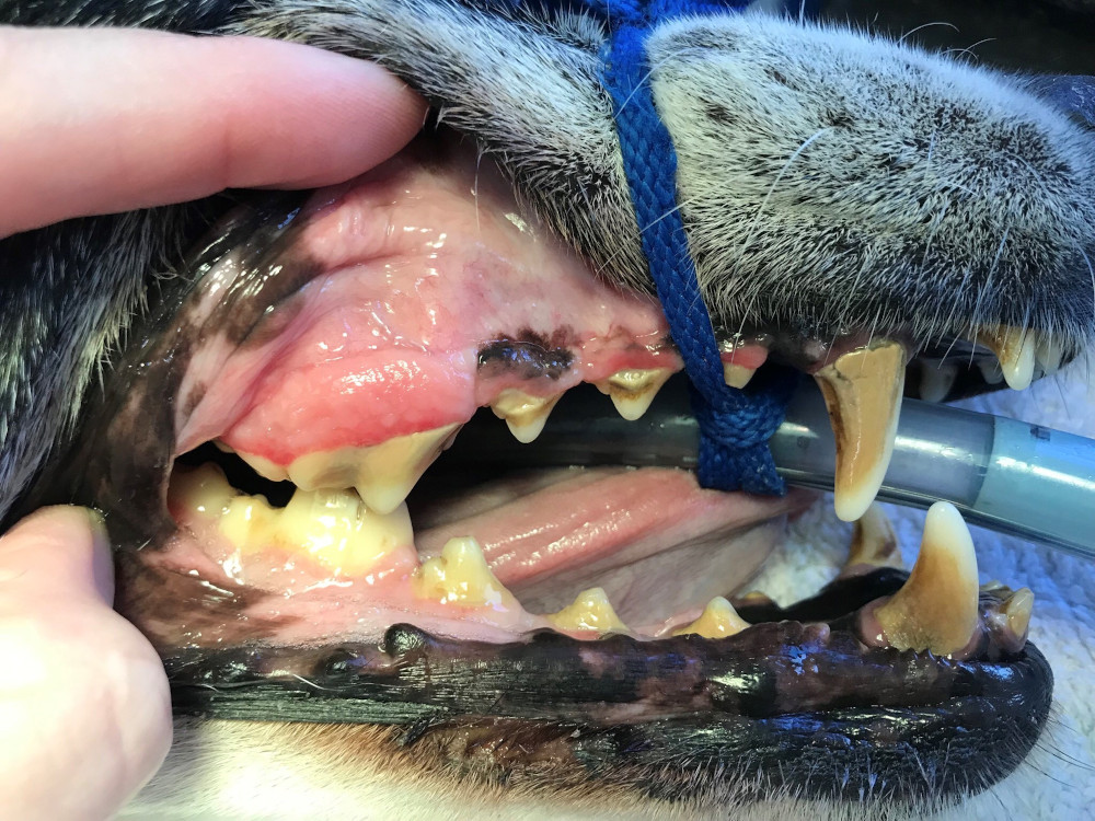dog dental cleaning before