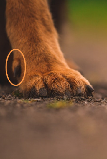 dog dew claw circled