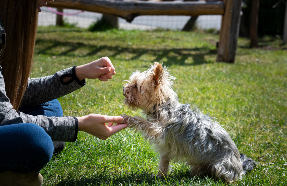 dog dominance training
