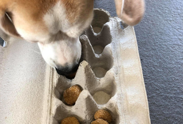 dog egg carton
