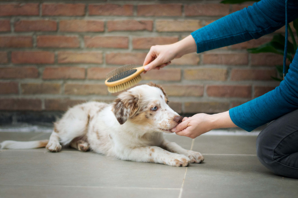 dog grooming brush with person