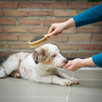 dog grooming brush with person