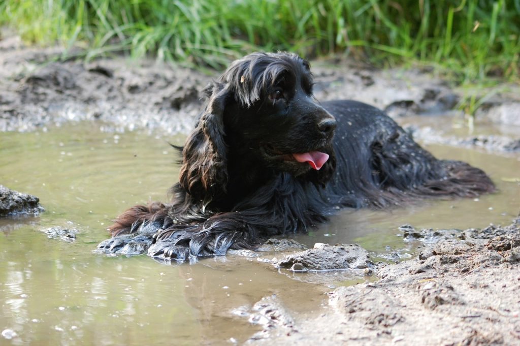 dog in stagnant water