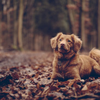 dog leaves forest