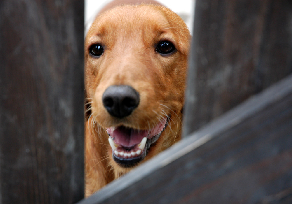 dog looking through fence