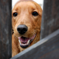 dog looking through fence