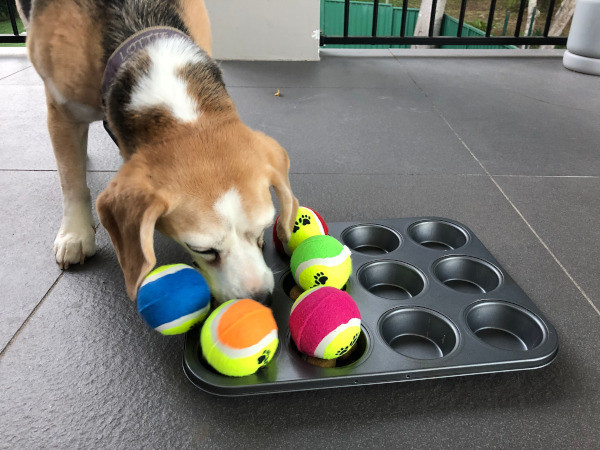 dog muffin tray