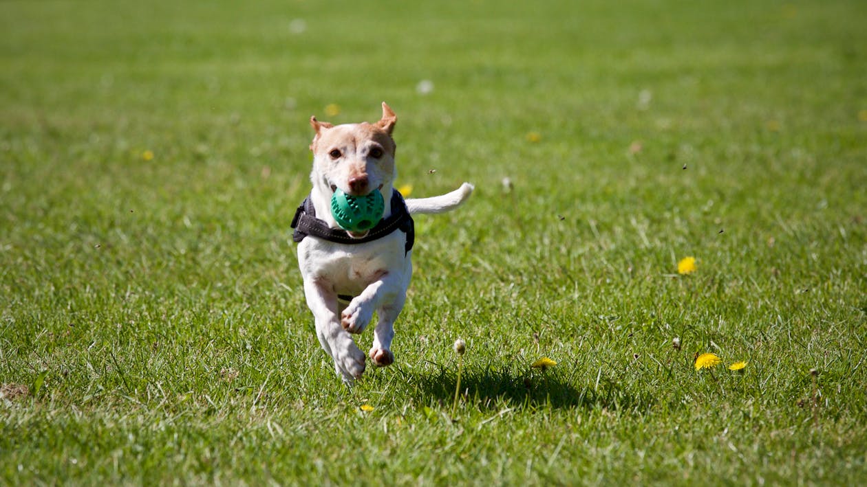 dog playing off leash