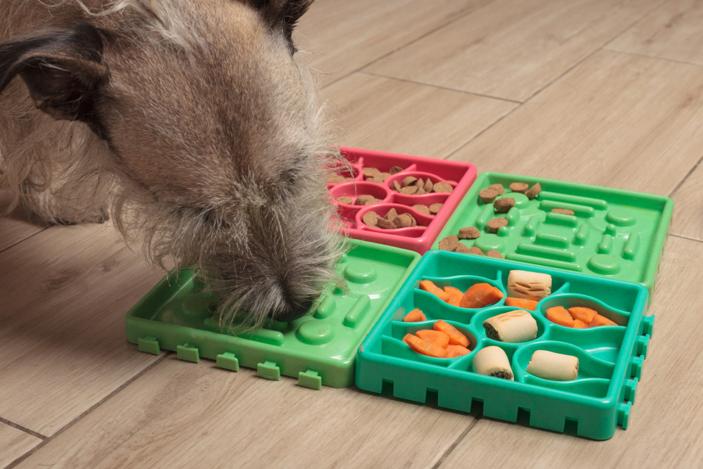 dog puzzle feeder