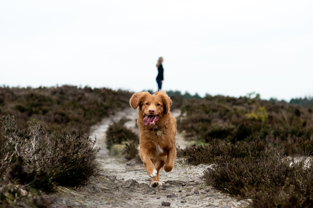 dog running sand path