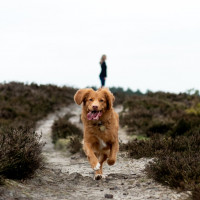 dog running sand path