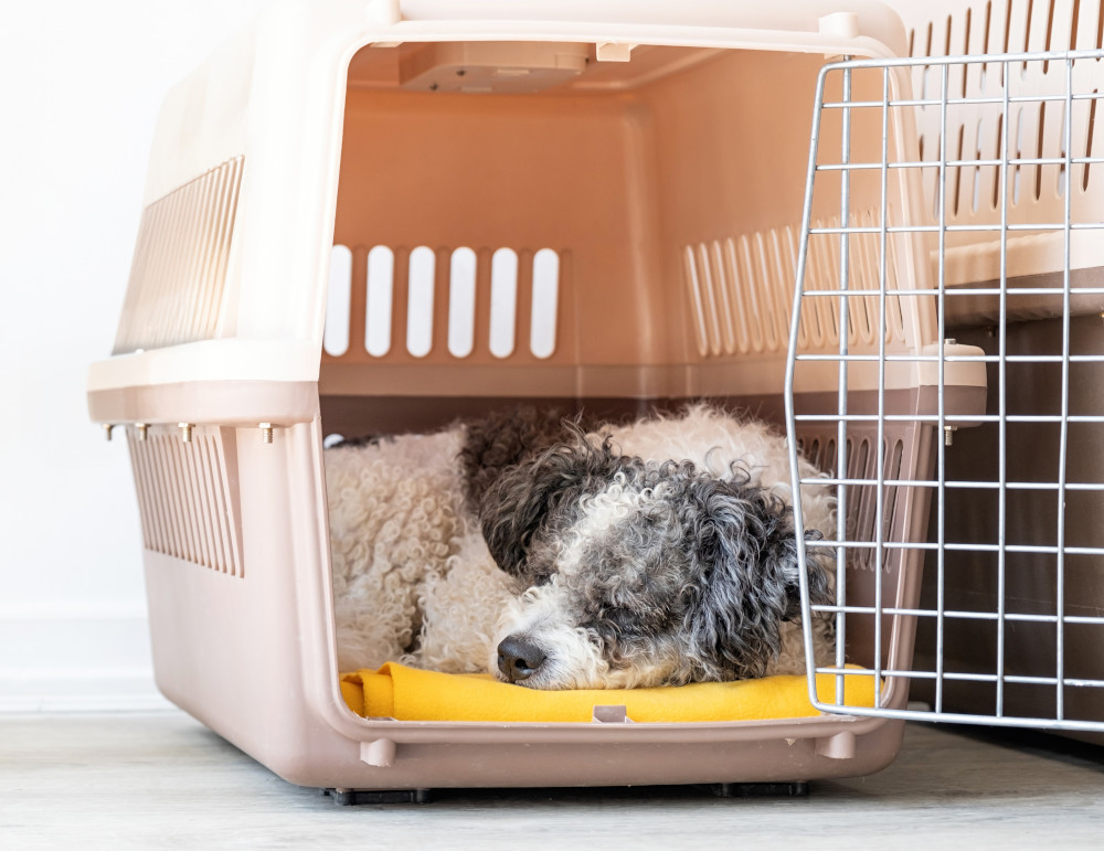 dog sleeping in carrier