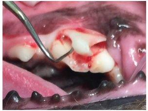 dog tooth probing after