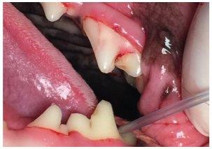 dog tooth probing