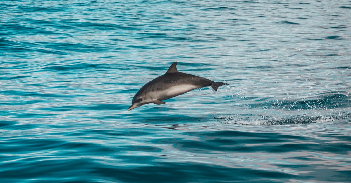 dolphin jumping