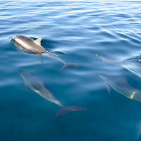 dolphin pod ocean