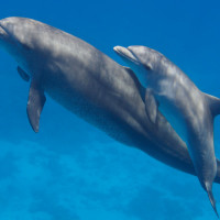 dolphins mother and baby