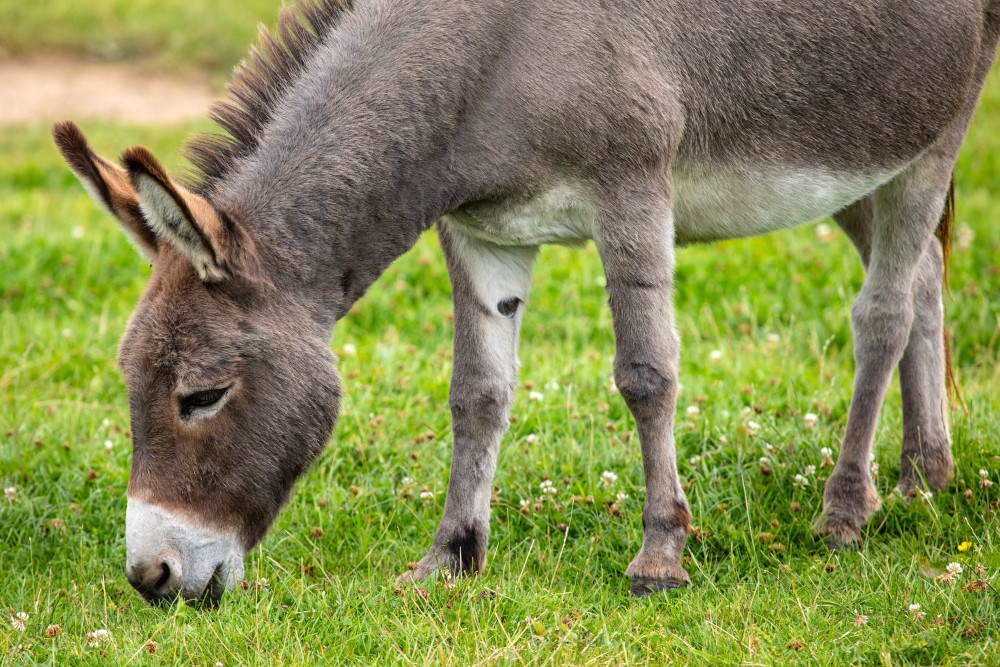 donkey eating grass