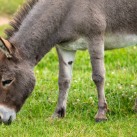 donkey eating grass