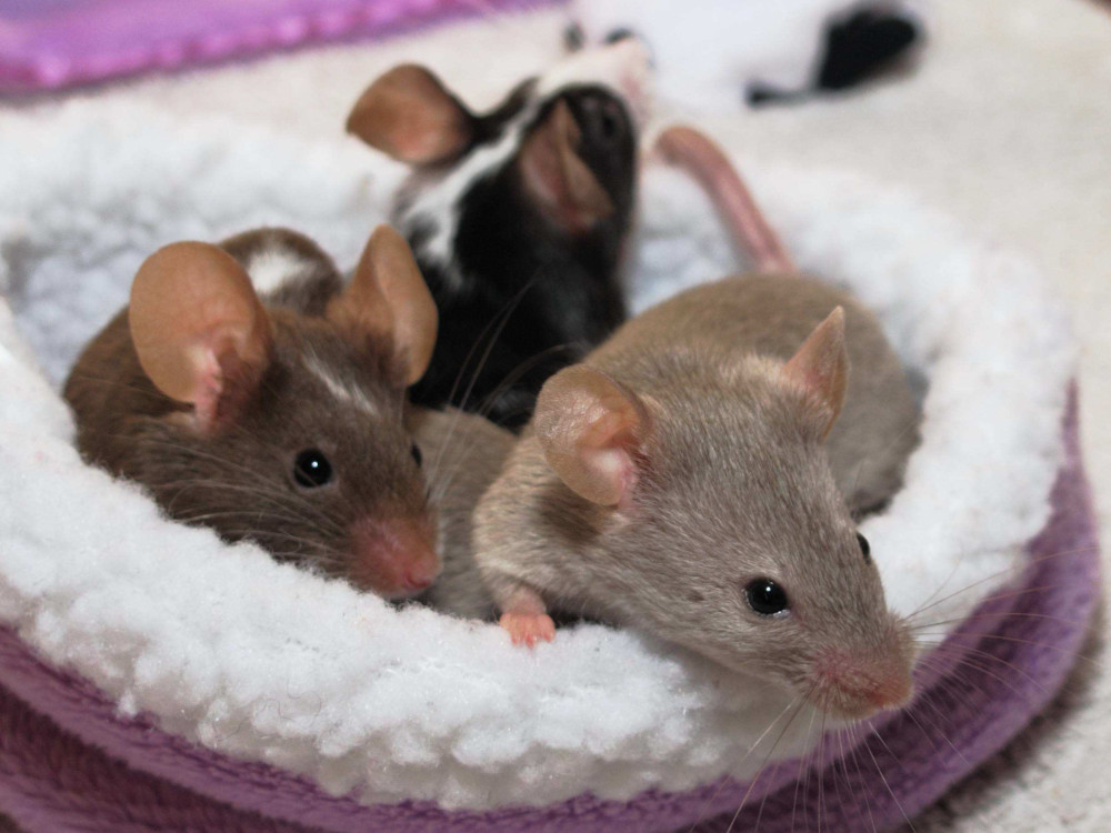 dumbo mice