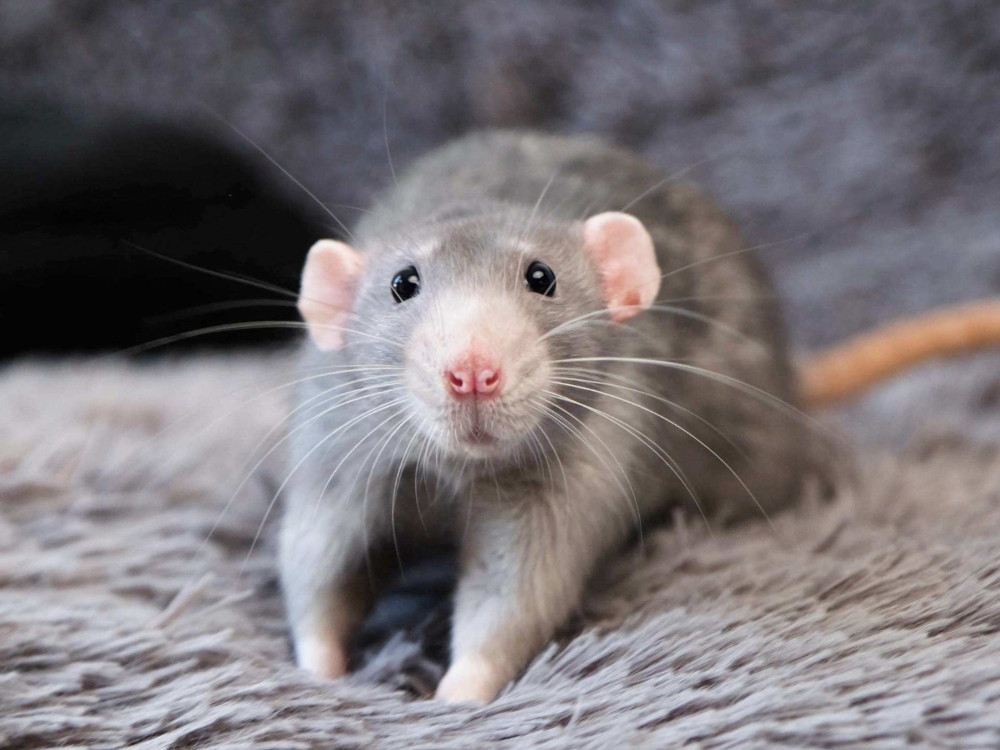 dumbo rat