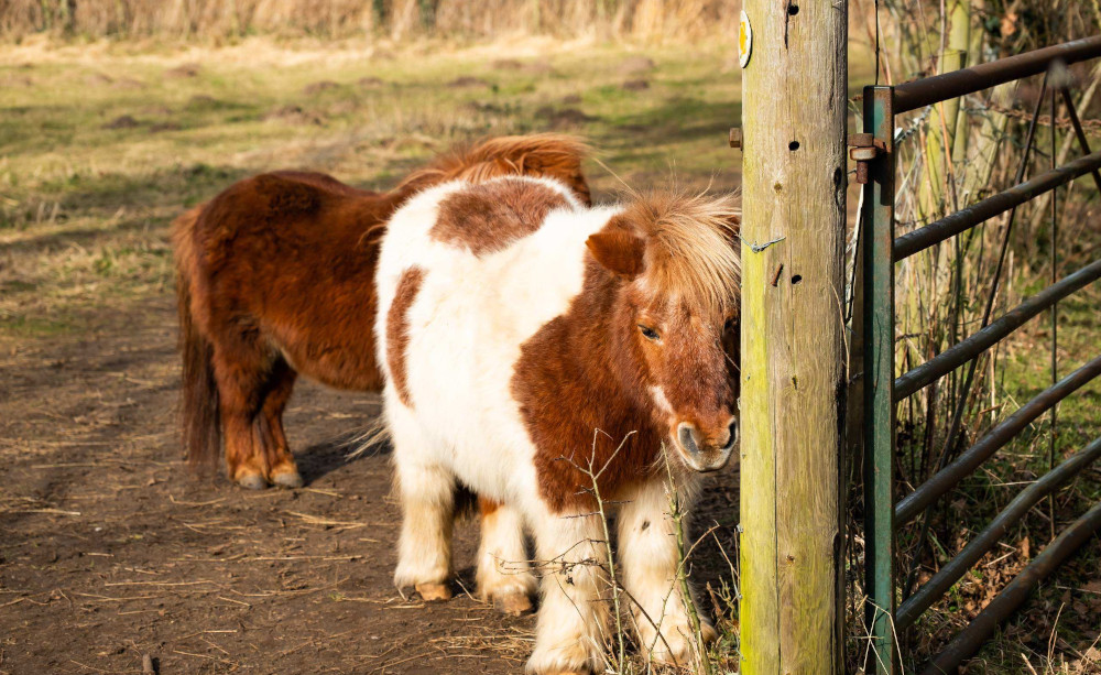 dwarf equines