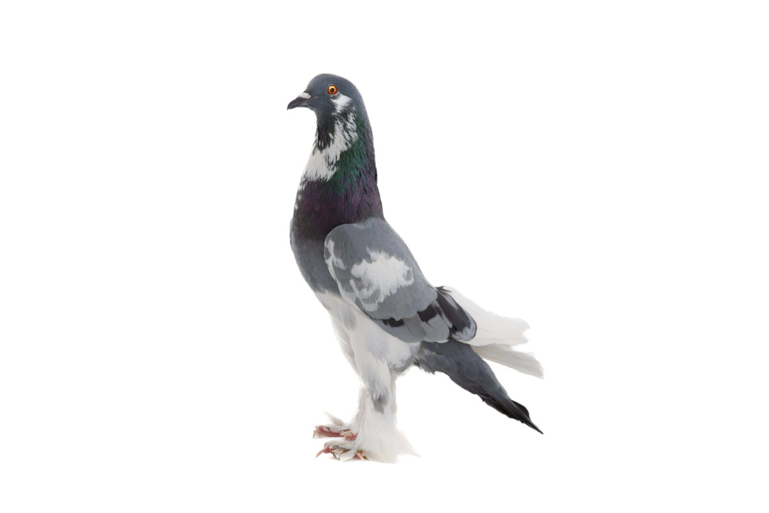 english pouter pigeon
