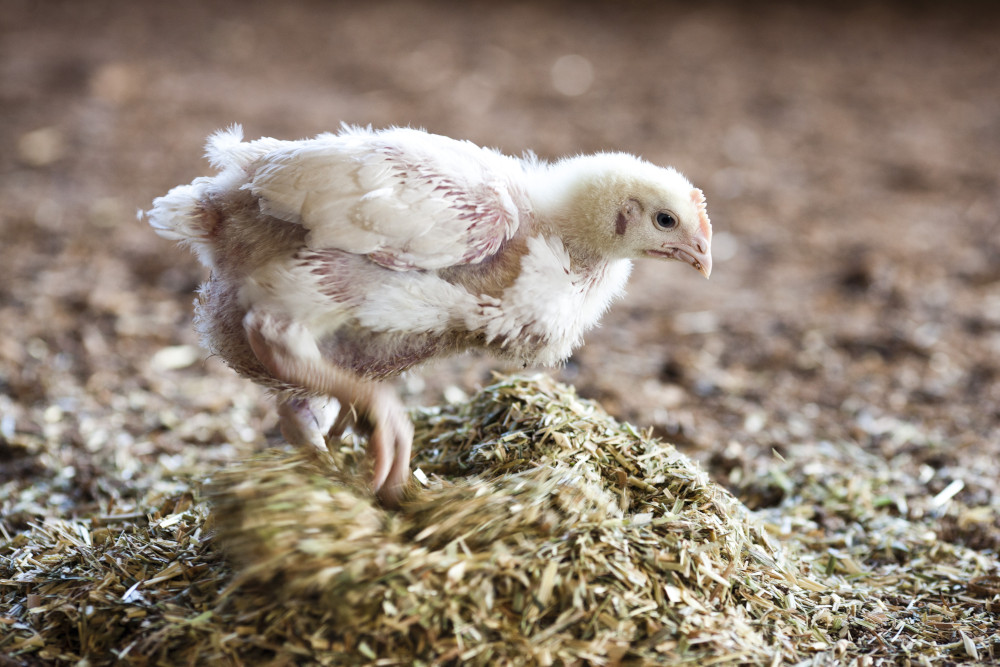 environmental enrichment meat chicken