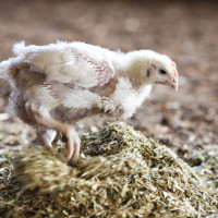 environmental enrichment meat chicken