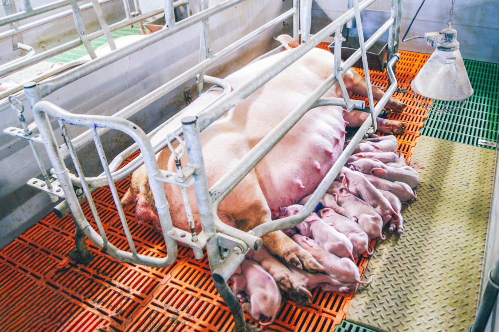 farrowing crate sows