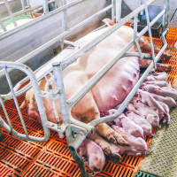 farrowing crate sows