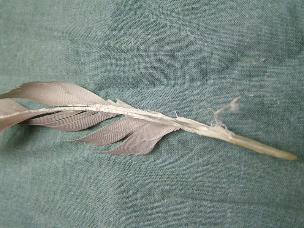 feather damage barbering