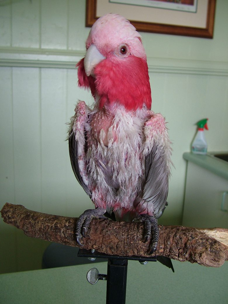 feather damage galah one