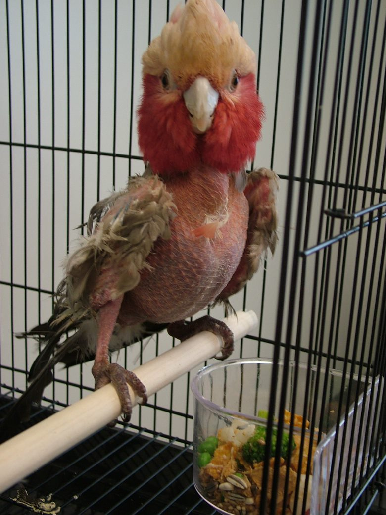 feather damage galah two